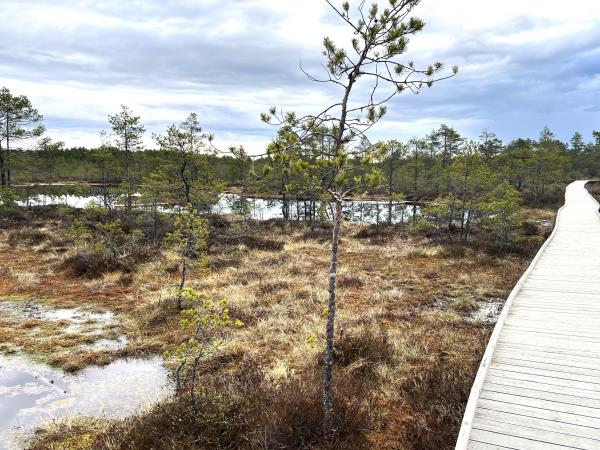 Estonia wildlife holiday, small group
