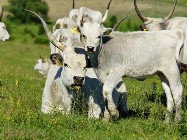 Carpathian nature and culture holiday, Romania