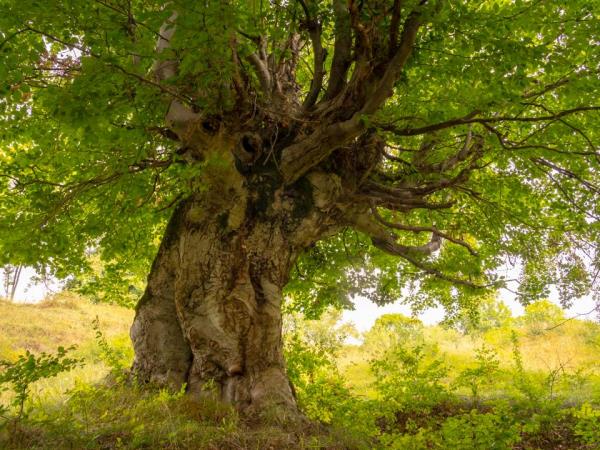 Carpathian nature and culture holiday, Romania