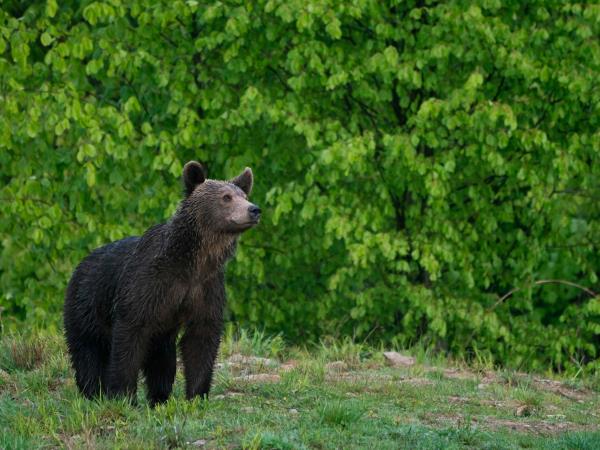 Carpathian Mountains wildlife holiday, Romania