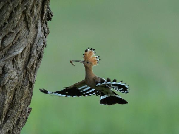 Carpathian Mountains wildlife holiday, Romania