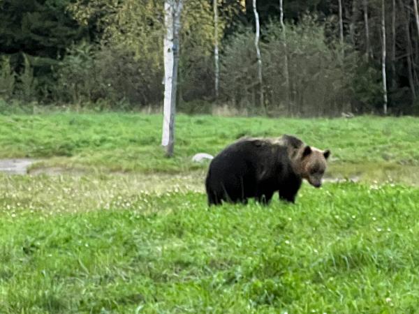 Estonia wildlife short break