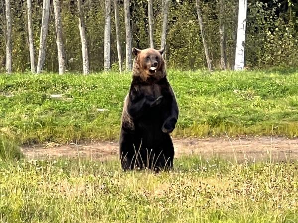 Estonia wildlife short break