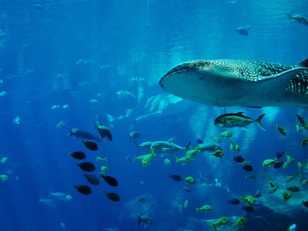 Maldives Whale Shark Conservation Research Expedition 