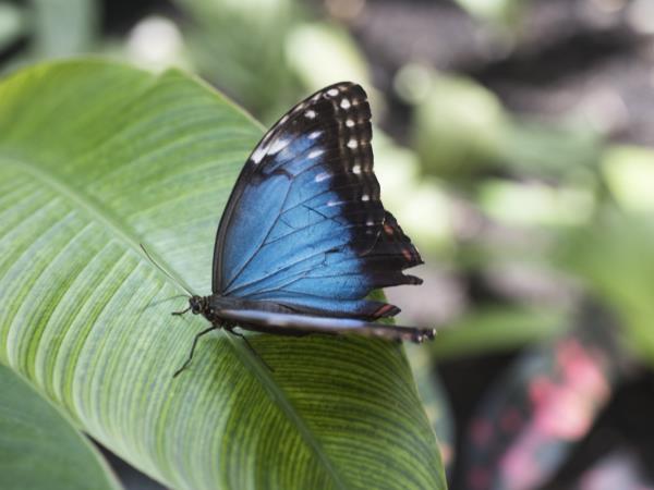 Guatemala and Belize family holiday