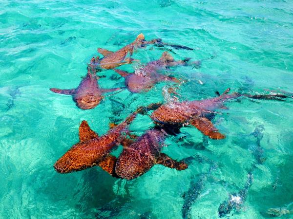 Guatemala and Belize family holiday