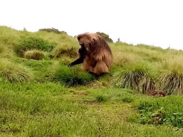 Ethiopia walking, nature and culture tour