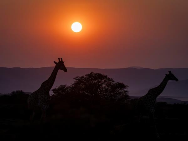 Wildlife Photography Internship, South Africa
