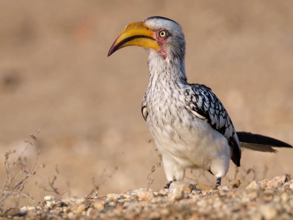 Wildlife Photography Internship, South Africa