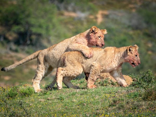 Wildlife Photography Internship, South Africa