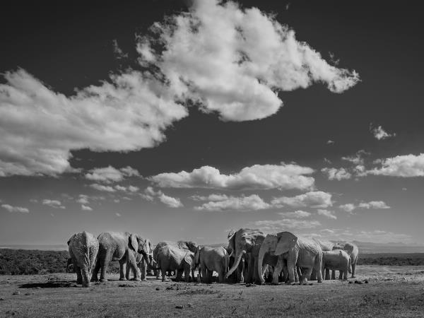 Wildlife Photography Internship, South Africa