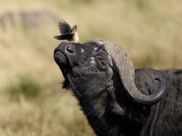 Wildlife Photography Internship, South Africa