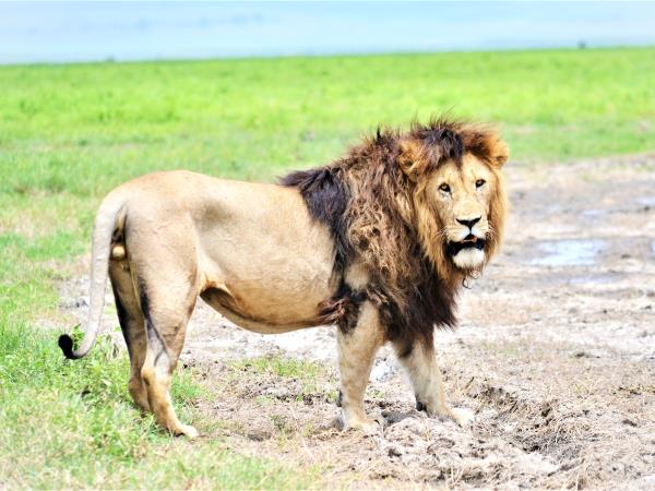 Tanzania green season safari holiday
