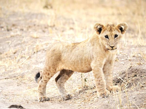 Tanzania green season safari holiday