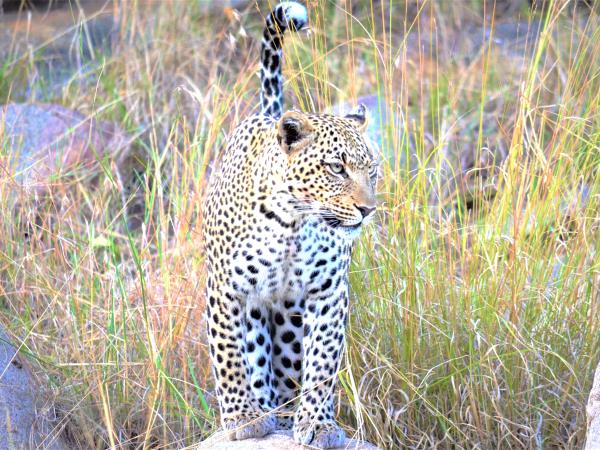 8 day great migration safari in Tanzania
