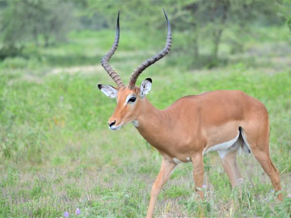 8 day great migration safari in Tanzania