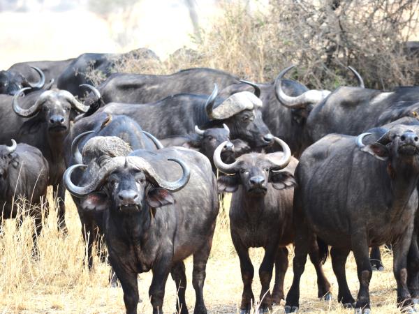 Great migration photography holiday, Tanzania