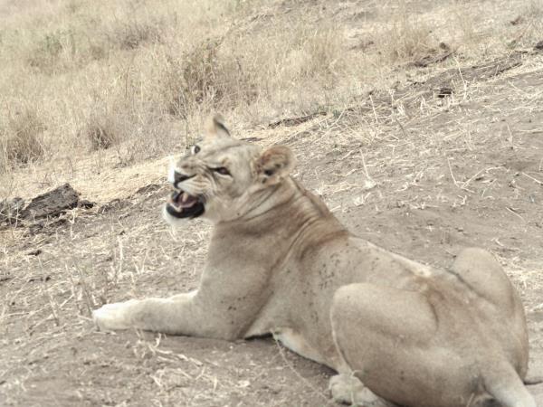Great migration photography holiday, Tanzania