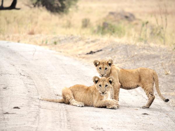 Great migration photography holiday, Tanzania