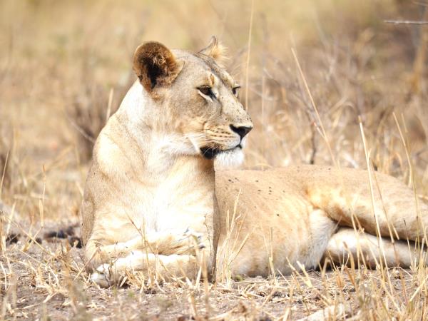 Great migration photography holiday, Tanzania