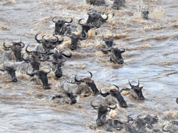 Great migration photography holiday, Tanzania