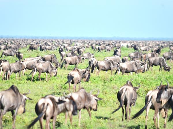 Tanzania green season safari holiday