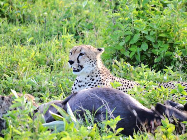 Tanzania green season safari holiday