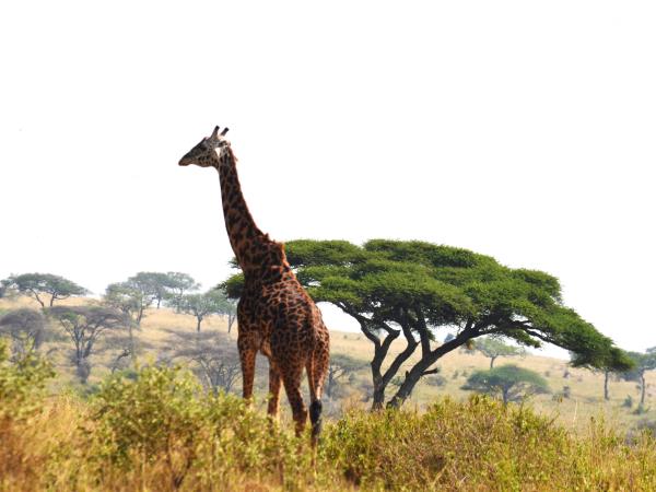 Tanzania green season safari holiday