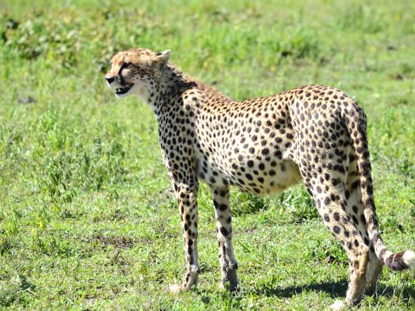 8 day great migration safari in Tanzania