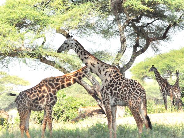 8 day great migration safari in Tanzania