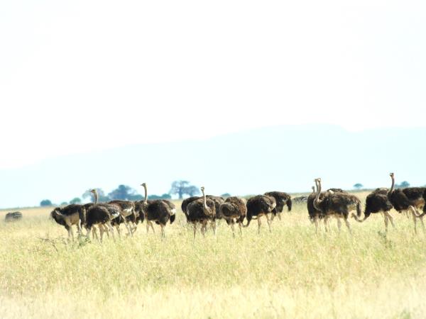 8 day great migration safari in Tanzania