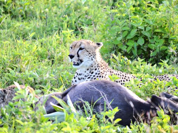 8 day great migration safari in Tanzania