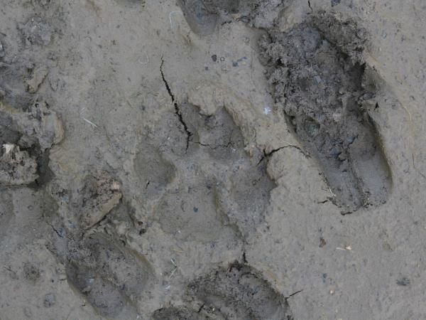 Transylvania wildlife holiday, lynx watching and tracking