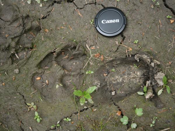 Wolf tracking and watching holiday in Transylvania