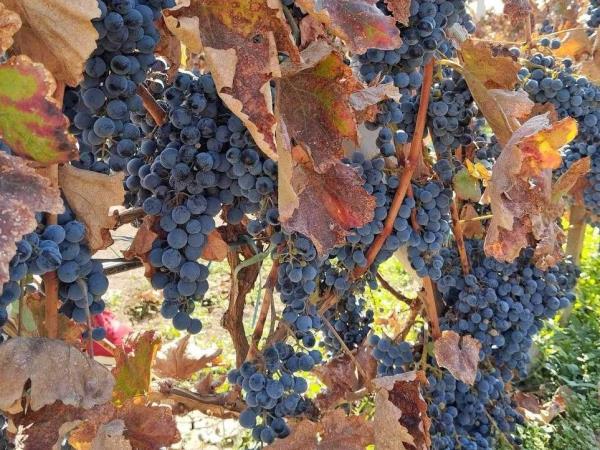 Armenia walking and wine holiday