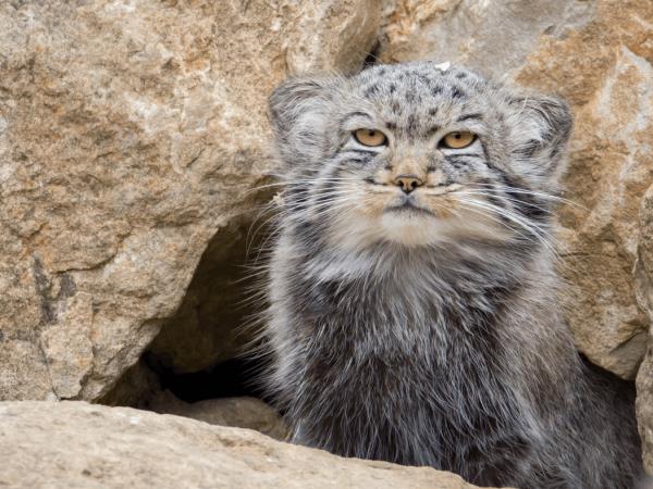 Snow leopards photography tour in Mongolia