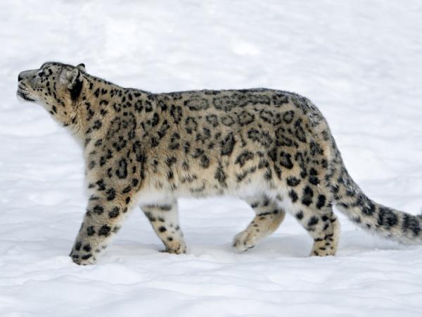 Snow leopards photography tour in Mongolia