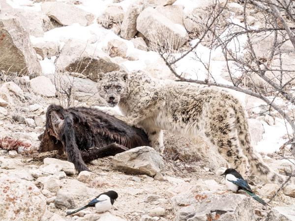 Snow leopard trek in Ladakh, India