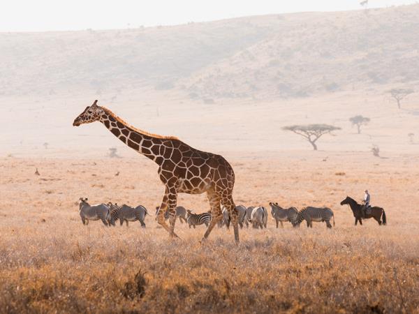 Family safari and beach holidays in Kenya
