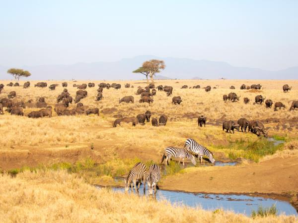 Family safari and beach holidays in Kenya