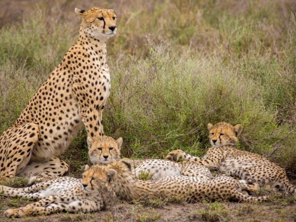 Tanzania luxury family safari and beach holiday