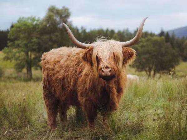 Scotland tour from Edinburgh to the Highlands