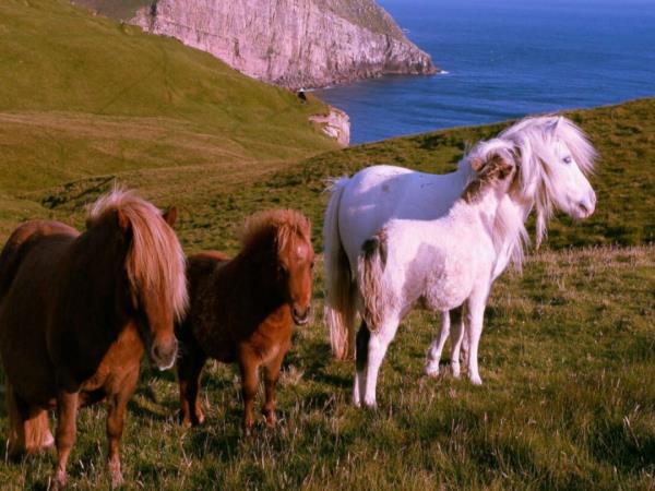 Orkney and Shetland small group tour 