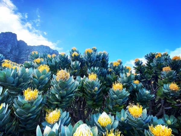 Cape Town spring flowers holiday