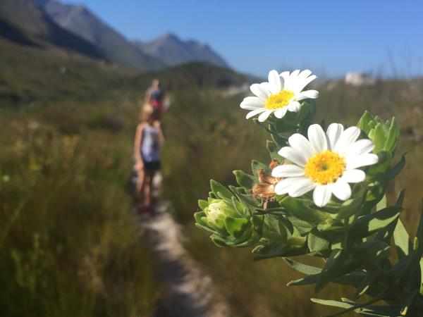 Cape Town spring flowers holiday