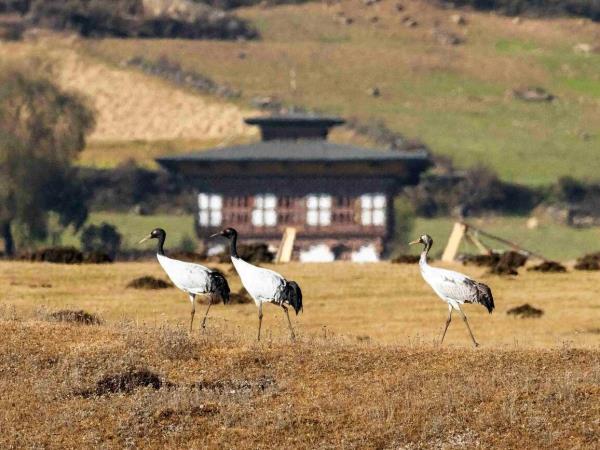 Trans Bhutan trail trek & black-necked crane festival 