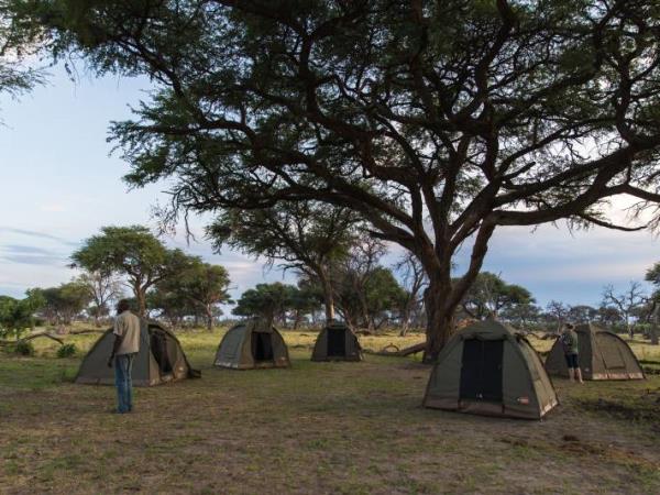 Botswana safari holiday on a shoestring