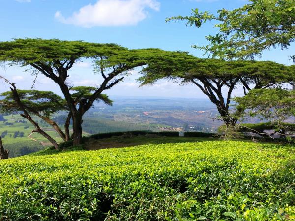 Malawi volunteering and safari holiday