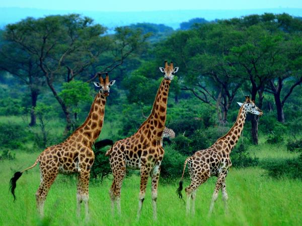 Rhino conservation and safari holiday, Uganda