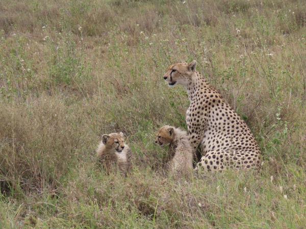 Tanzania holiday with Serengeti walking safari 